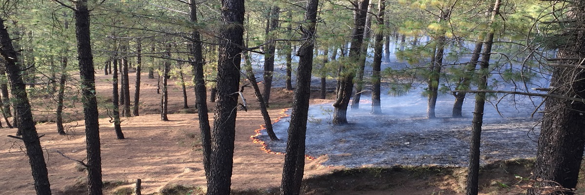 Near Real-Time Forest Fire Monitoring